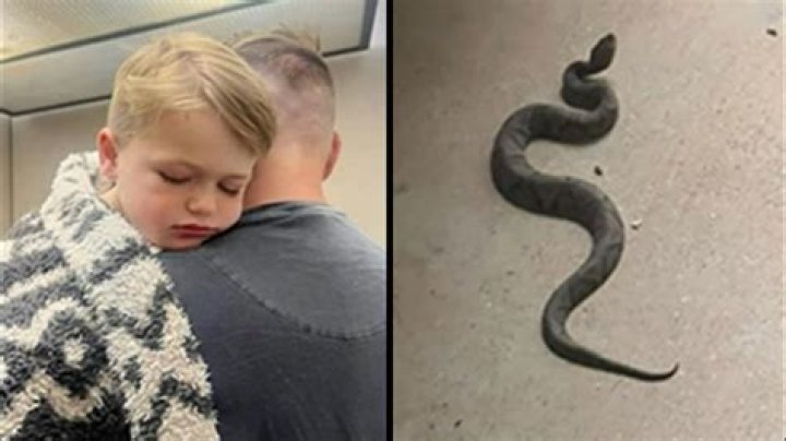14-Year-Old Bitten by Copperhead in His Garage—Here's How It Got There
