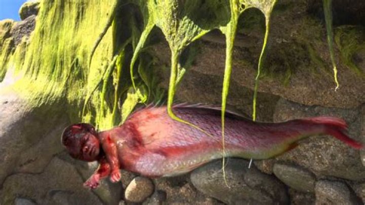 Sirenas reales encontradas vivas video statistics