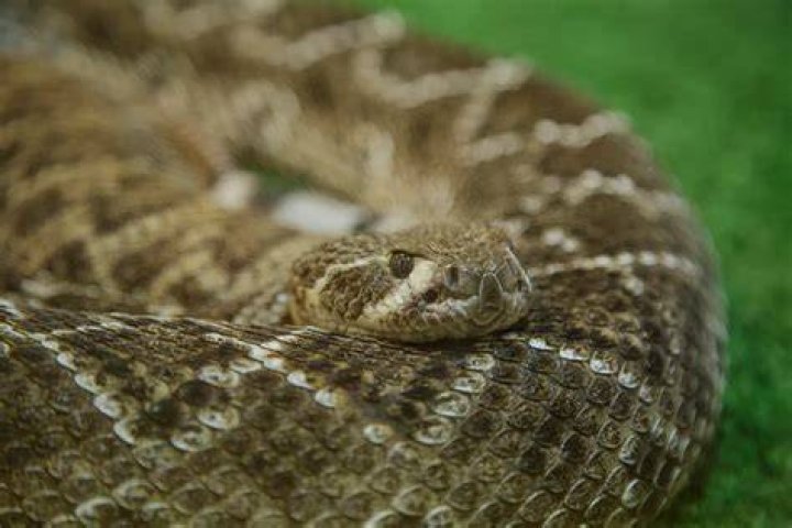 The No. 1 Place Snakes Love to Hide in Your Garage