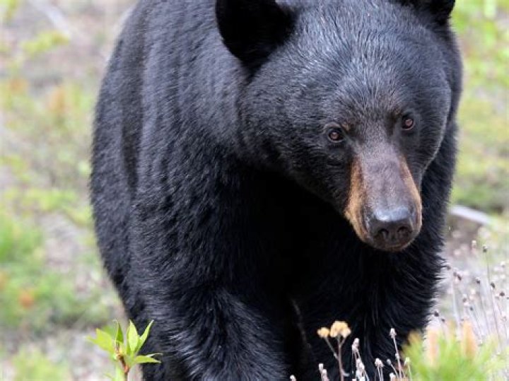 Was Blackbear Adopted?
